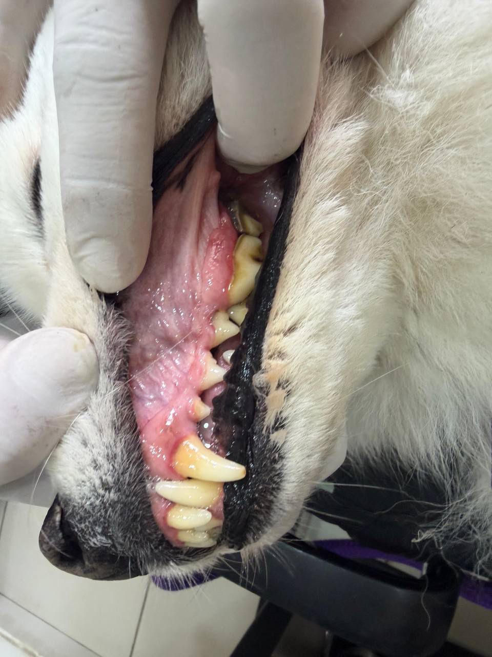 Profilaxis dental