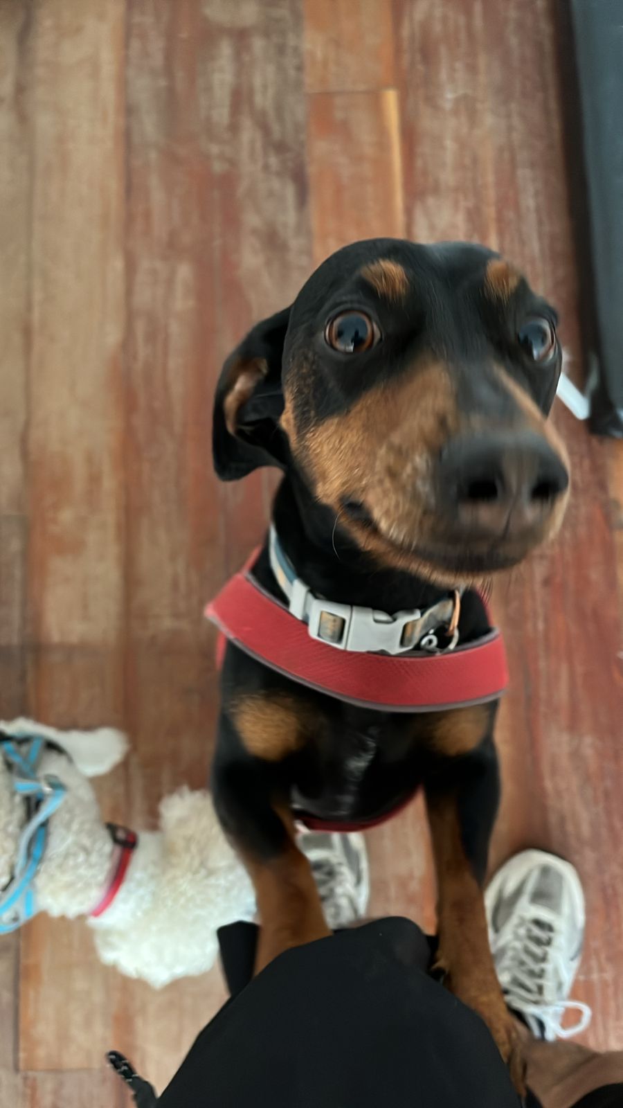 Bruno
