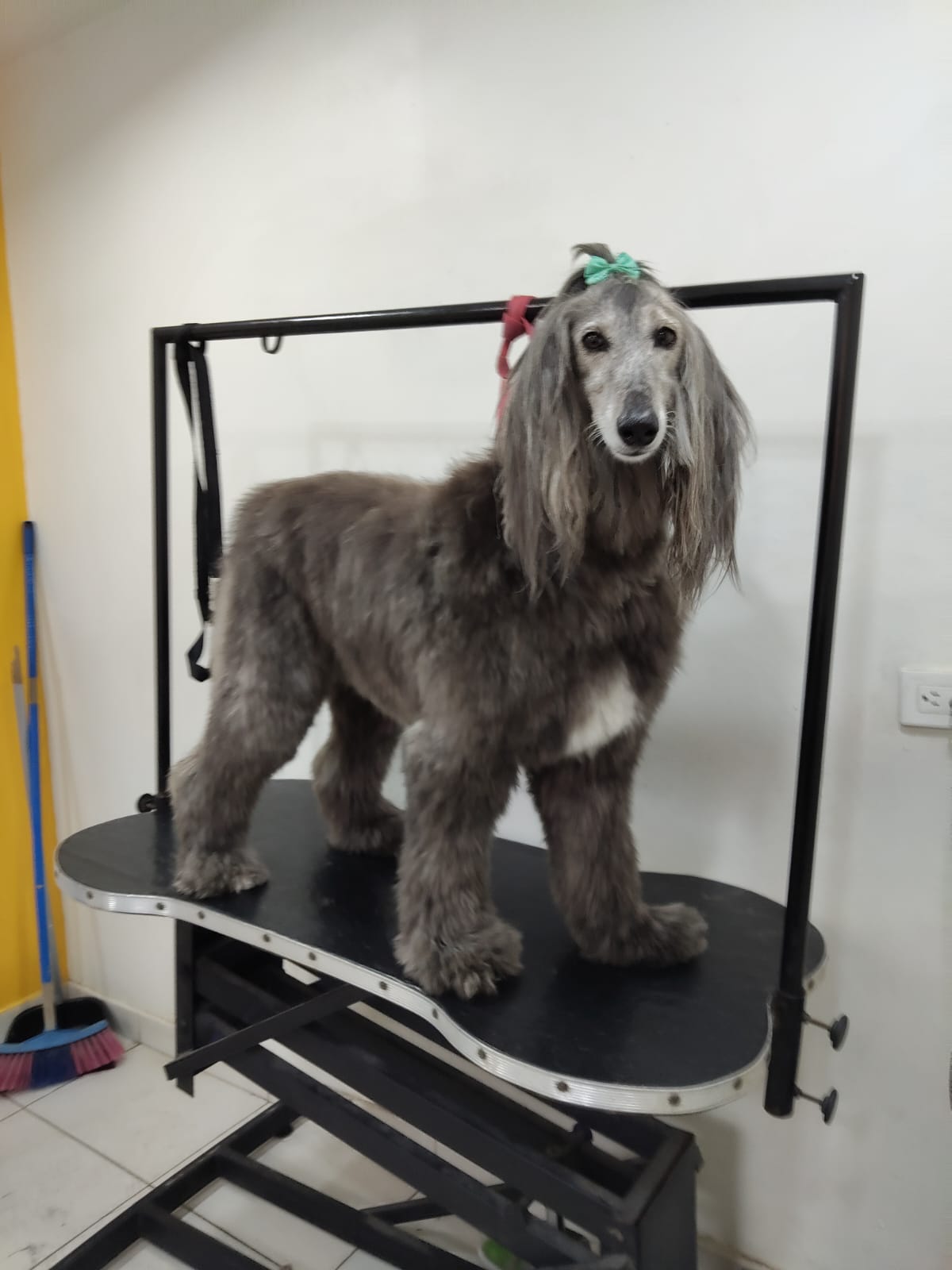 Baño y grooming