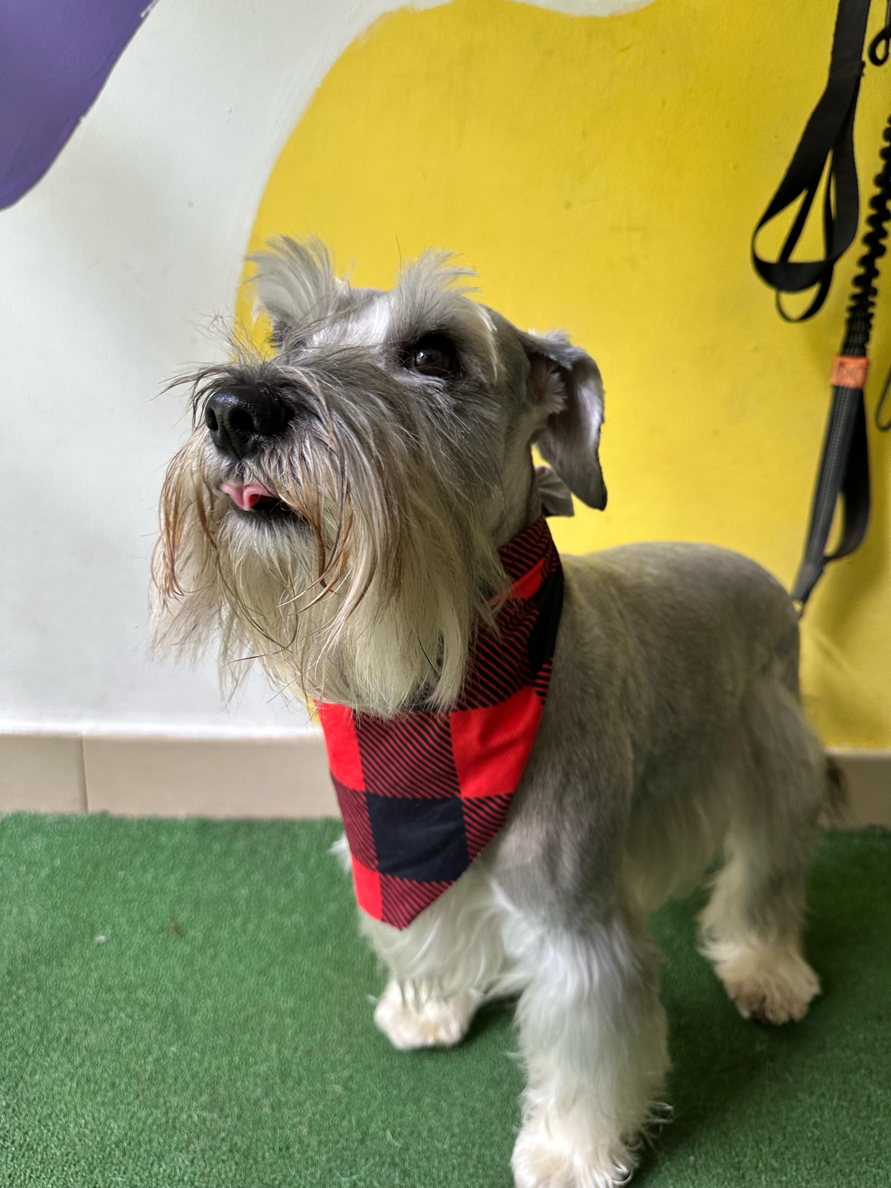 Baño y grooming