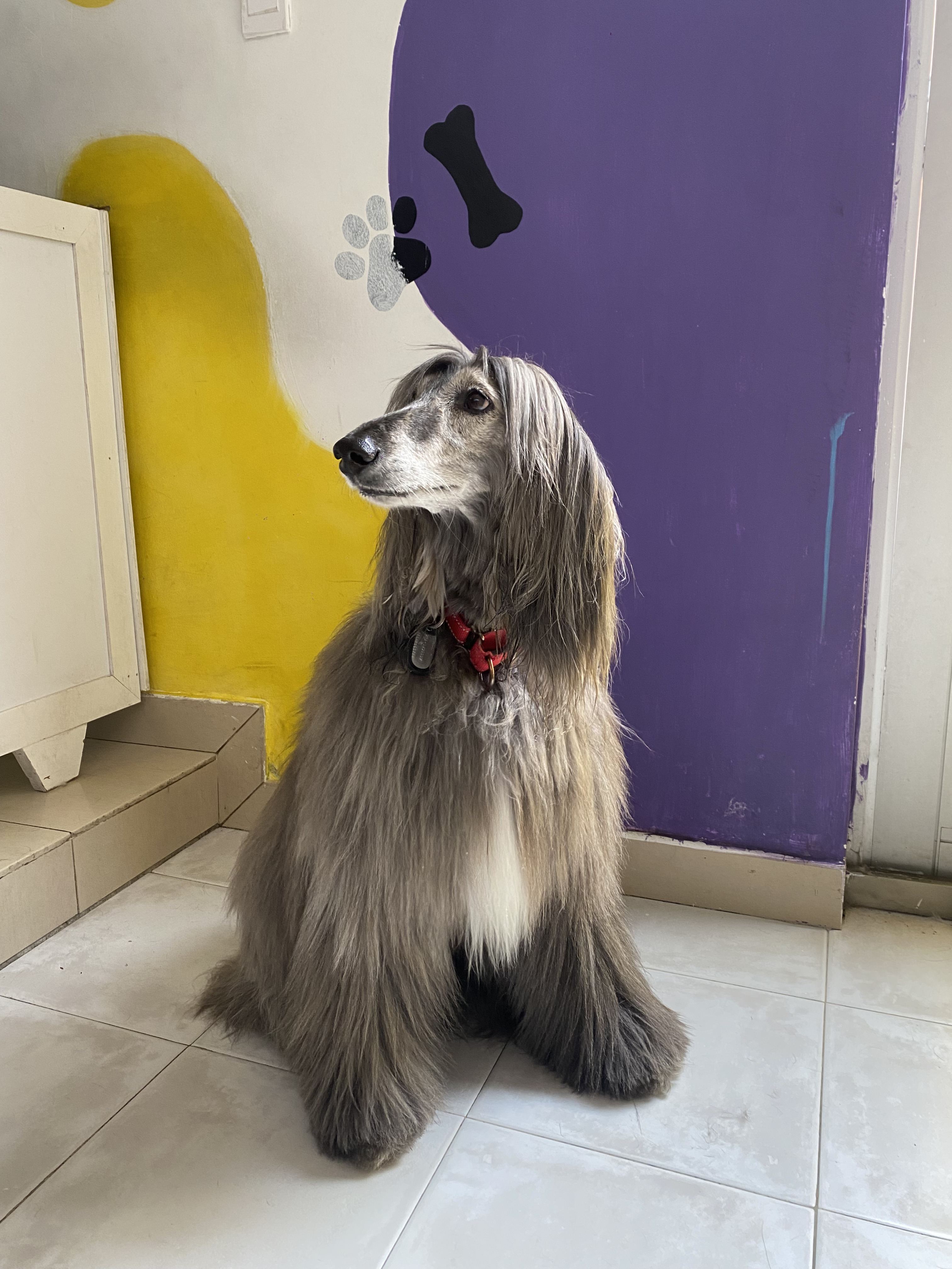 Baño y grooming