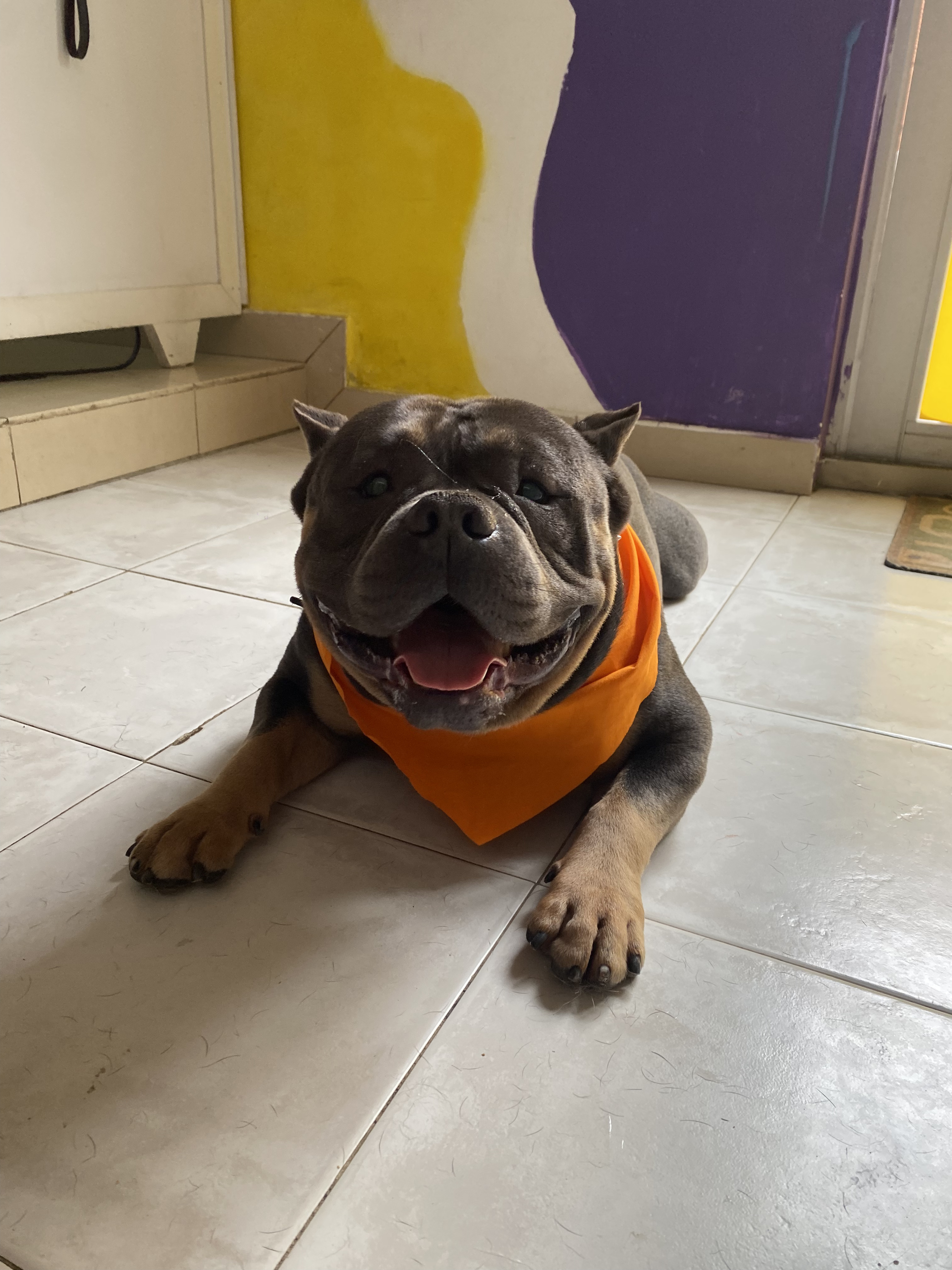 Grooming Que Dice Mi Perro