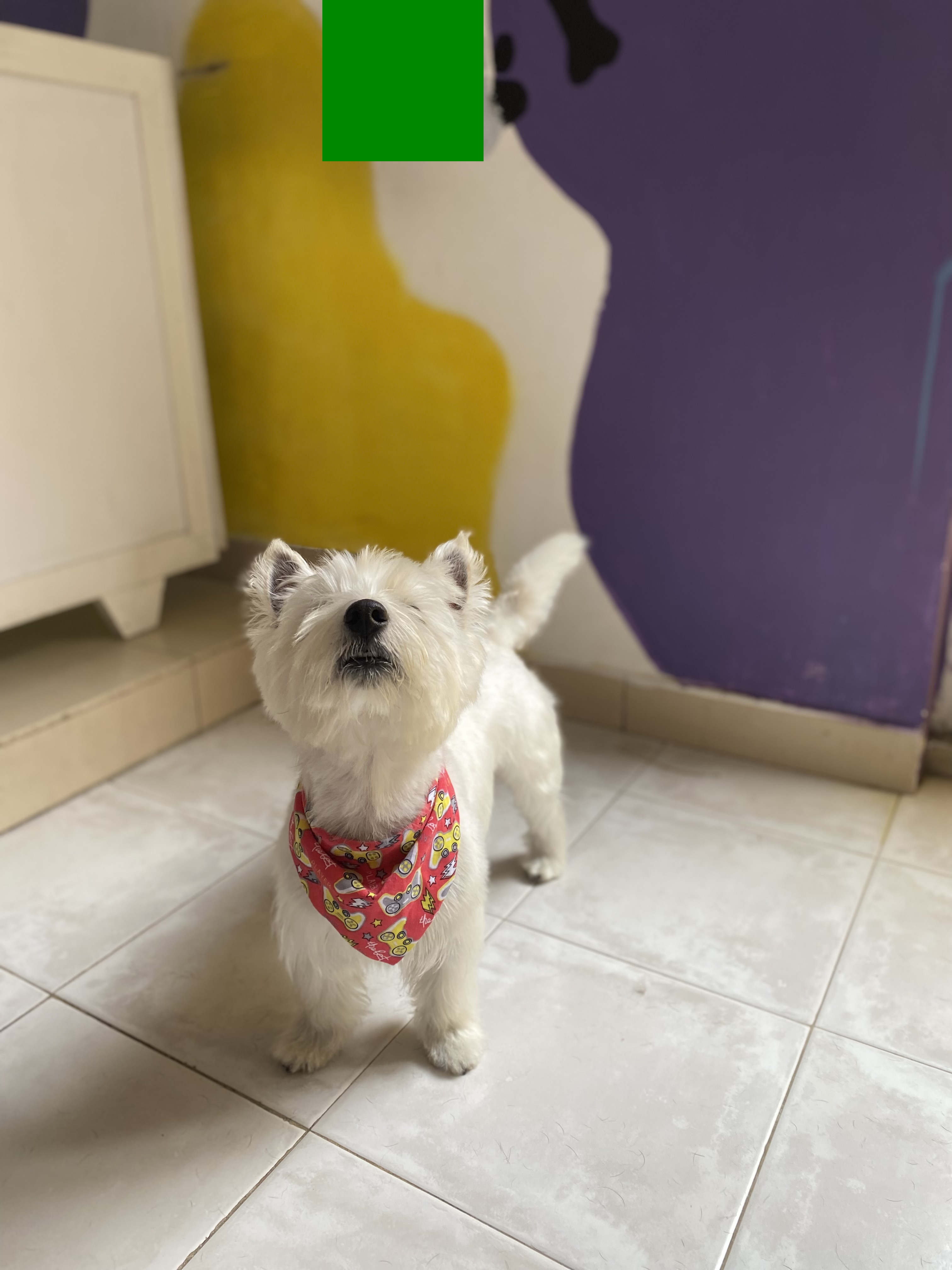 Peluquería canina