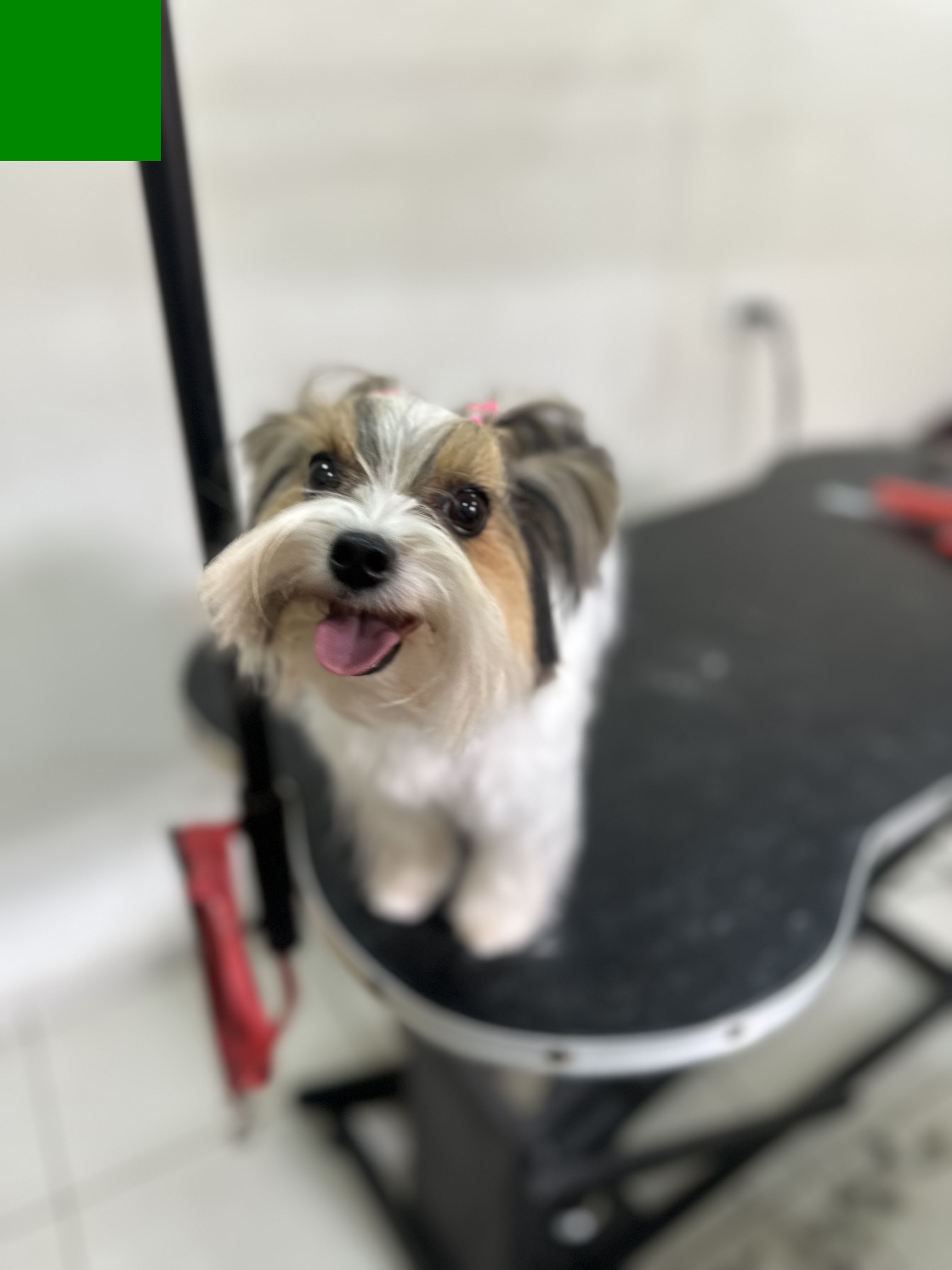 Spa canino Que Dice Mi Perro