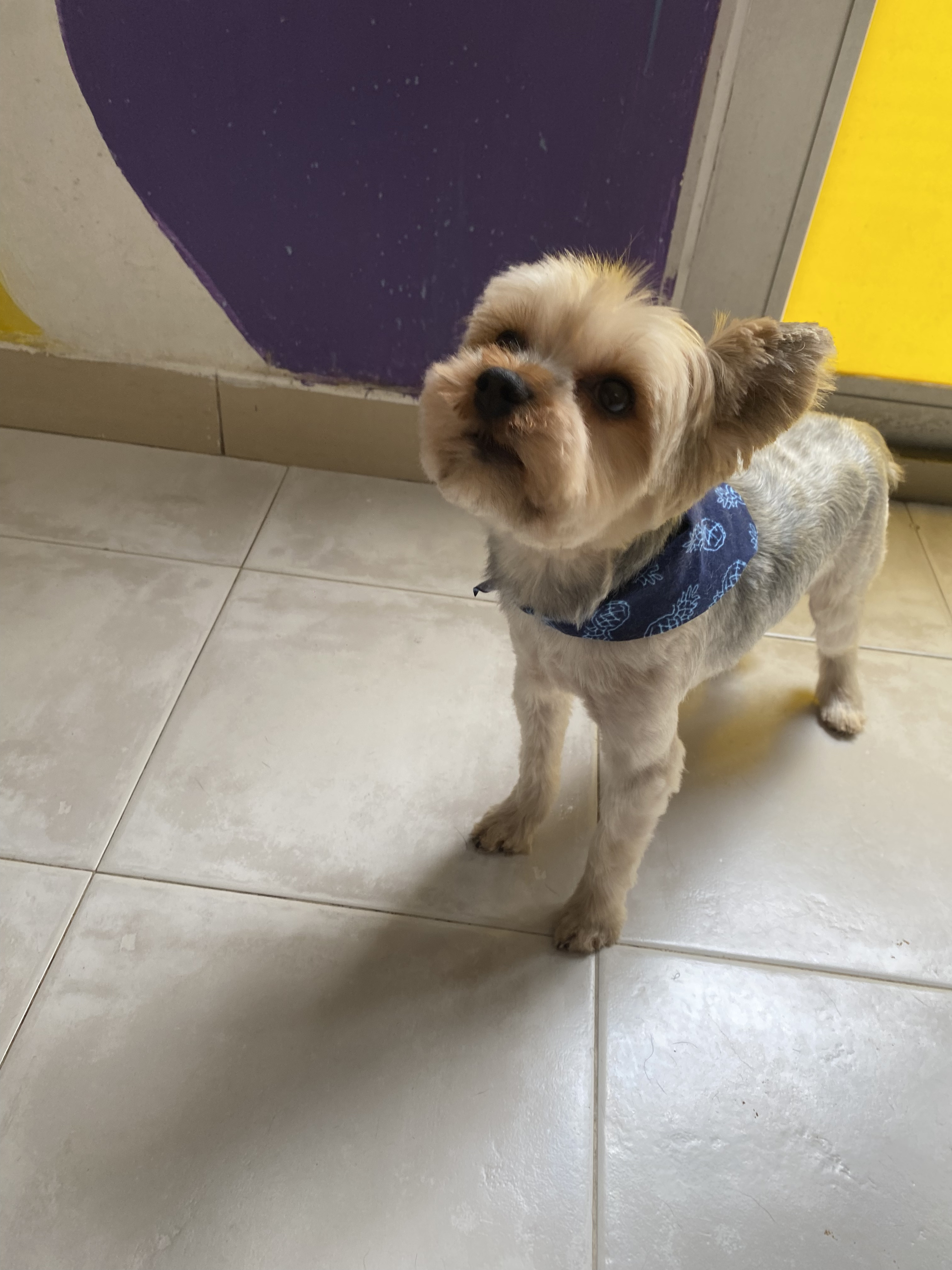 Peluquería canina Bogotá