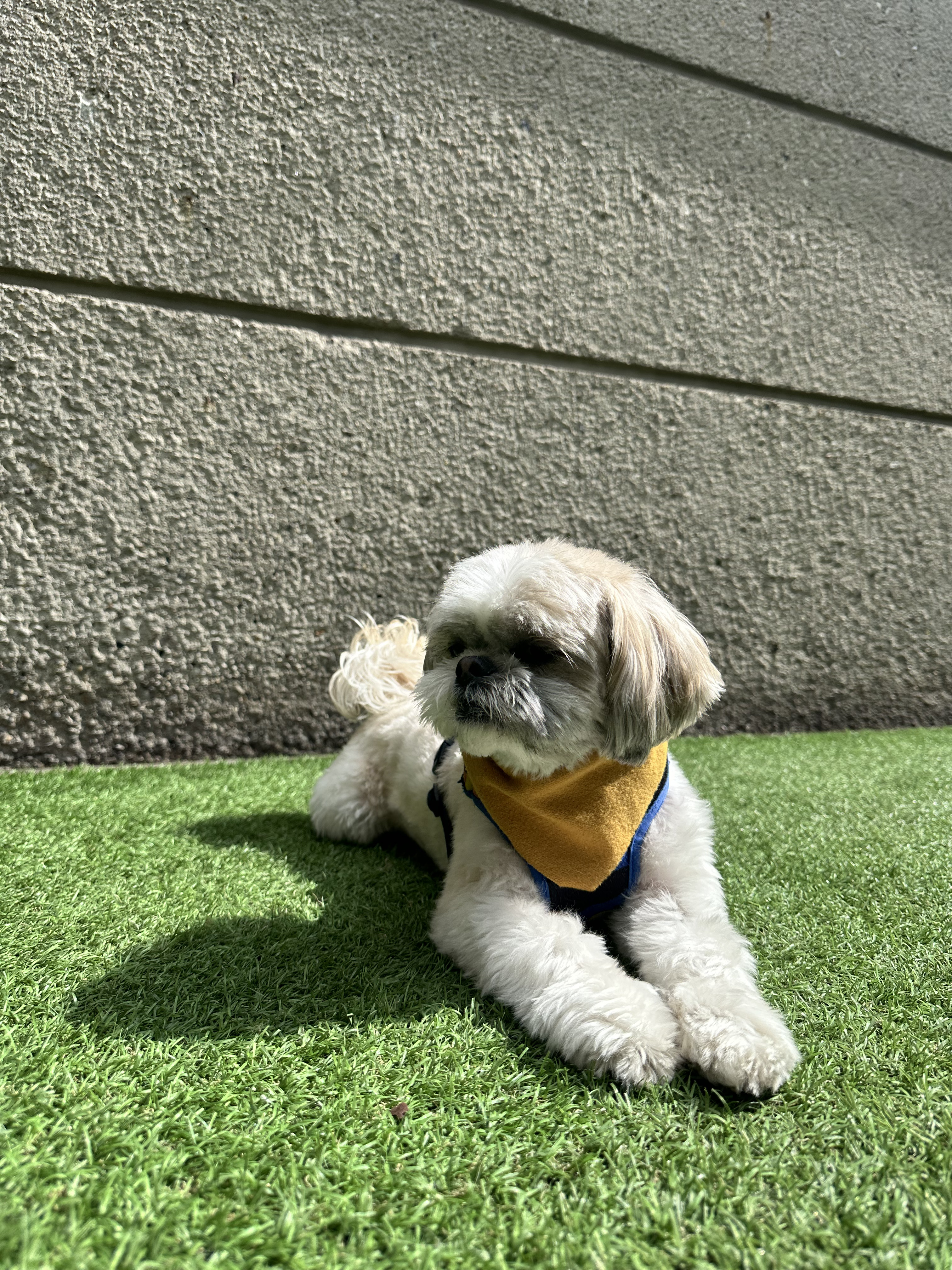 Spa canino