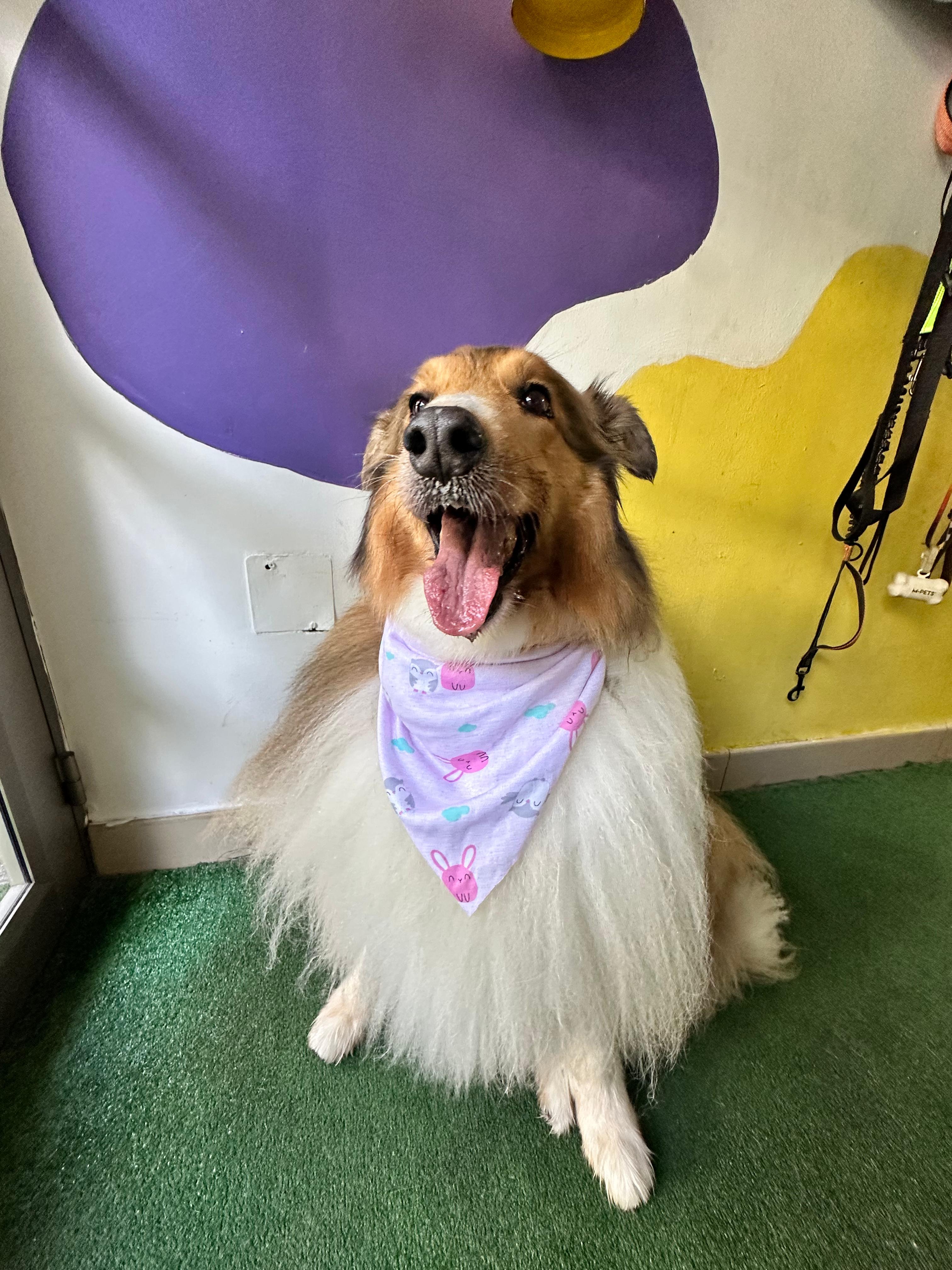 Perrito feliz en Que Dice Mi Perro